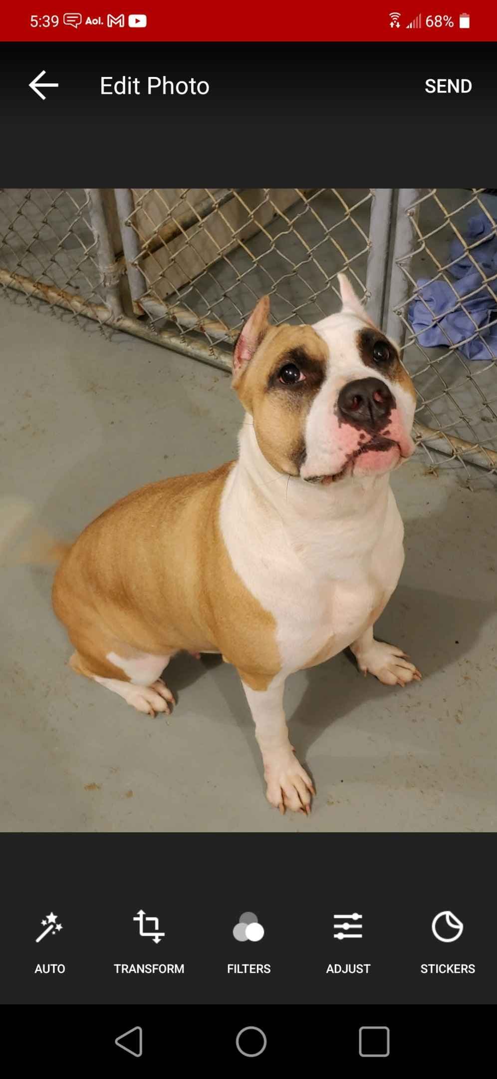 American Staffordshire Terrier Puppies breeder image 13