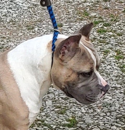 American Staffordshire Terrier Puppies breeder image 14