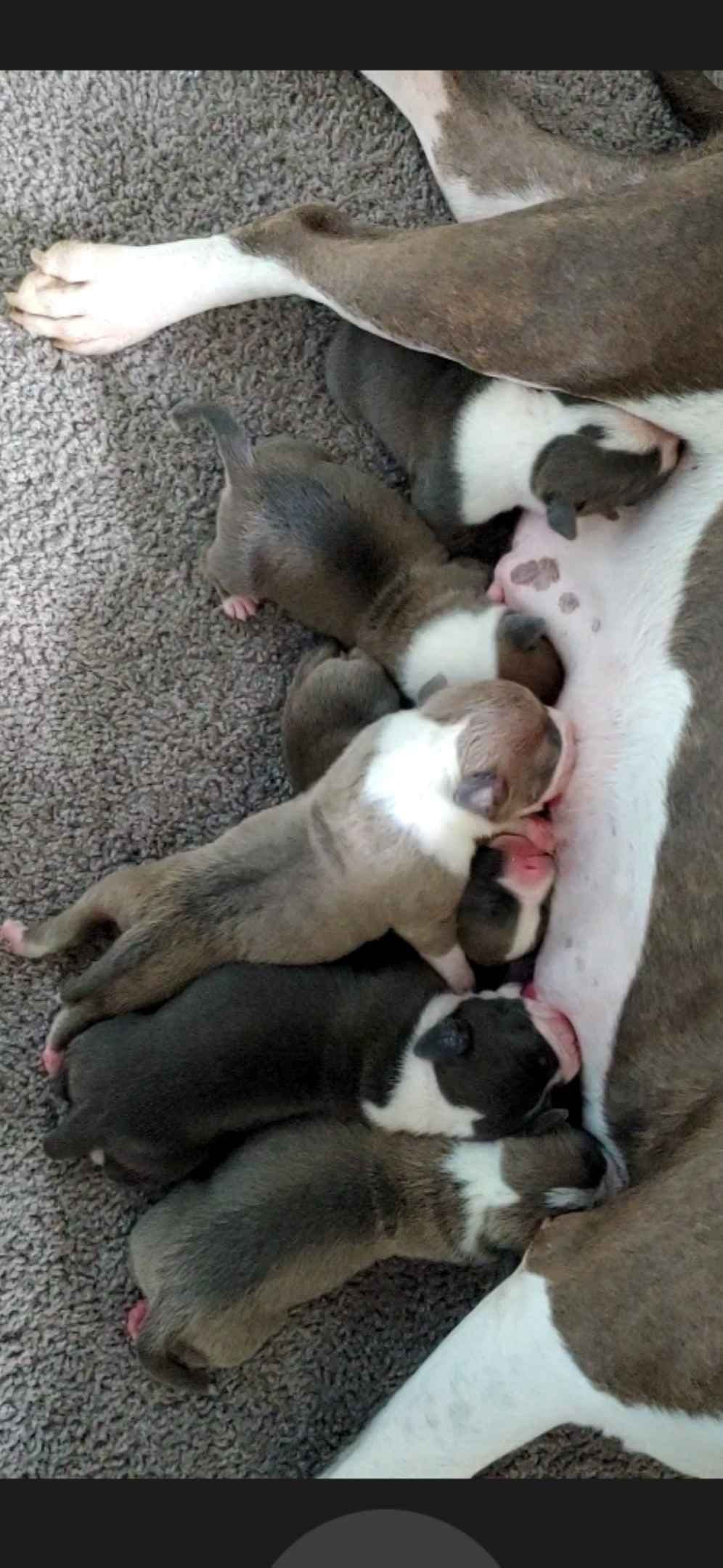 American Staffordshire Terrier Puppies breeder image 16