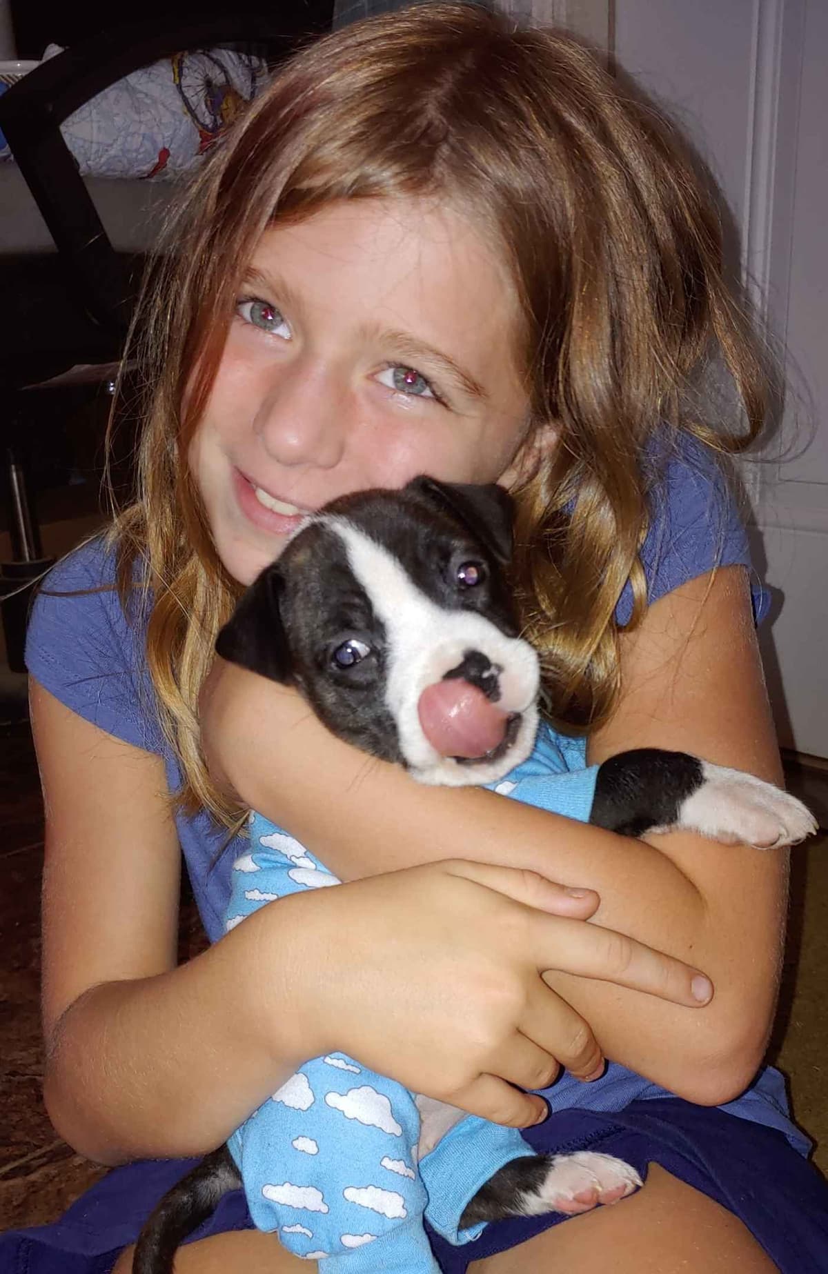 American Staffordshire Terrier Puppies breeder image 18
