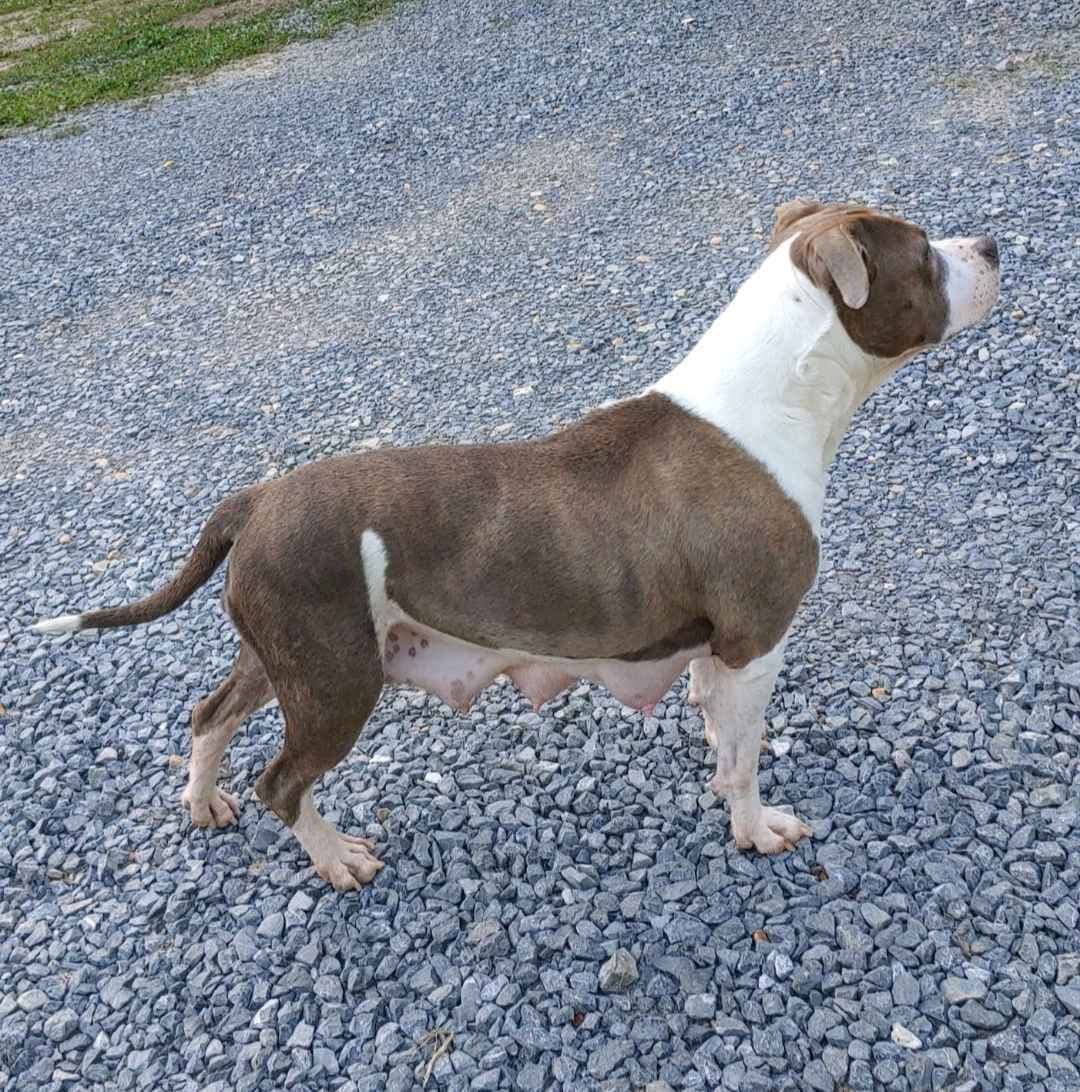 American Staffordshire Terrier Puppies breeder image 19