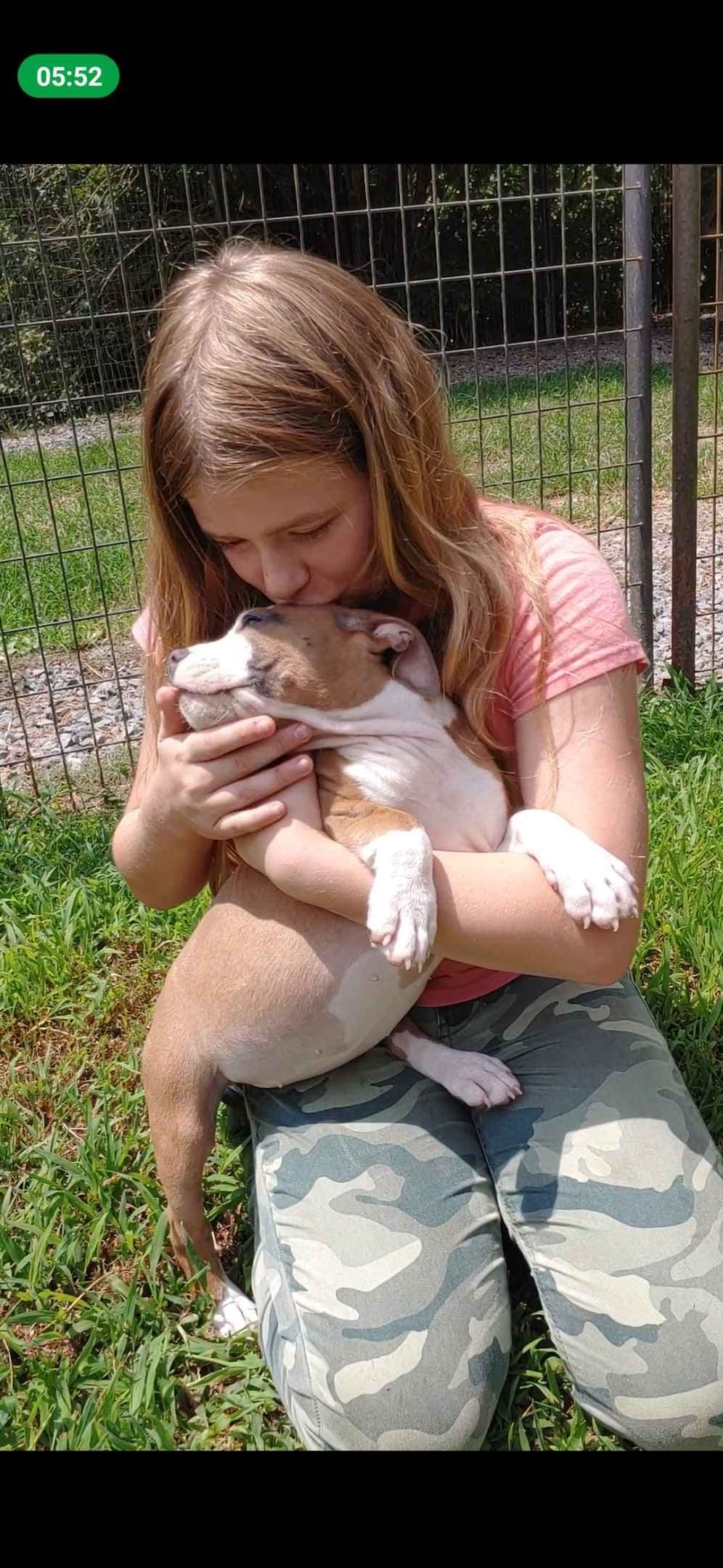 American Staffordshire Terrier Puppies breeder image 20