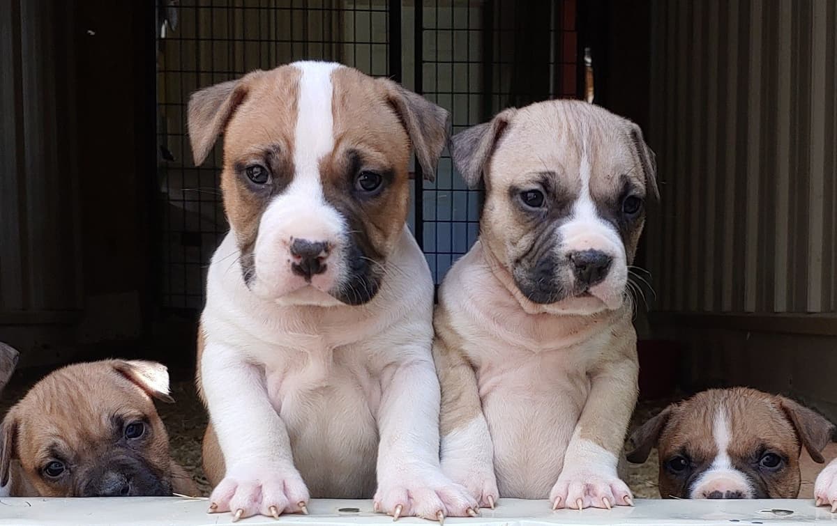 American Staffordshire Terrier Puppies breeder image 25