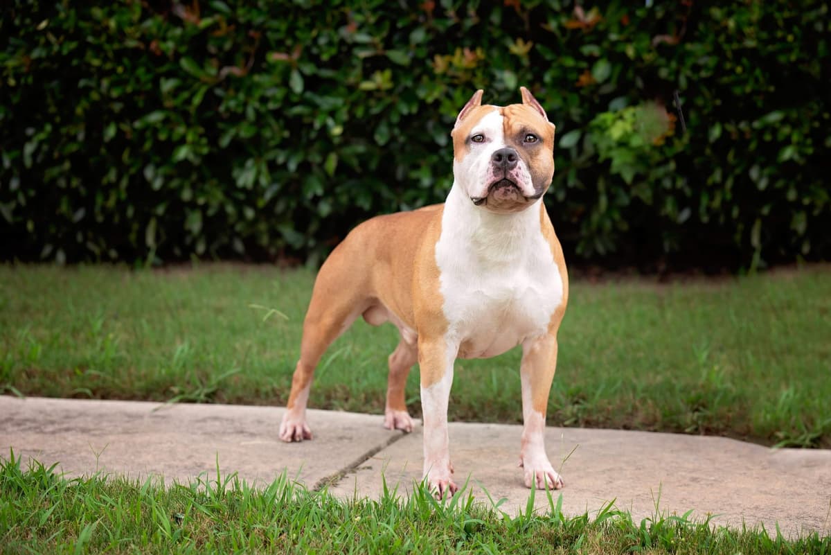 American Staffordshire Terrier Puppies breeder image 28
