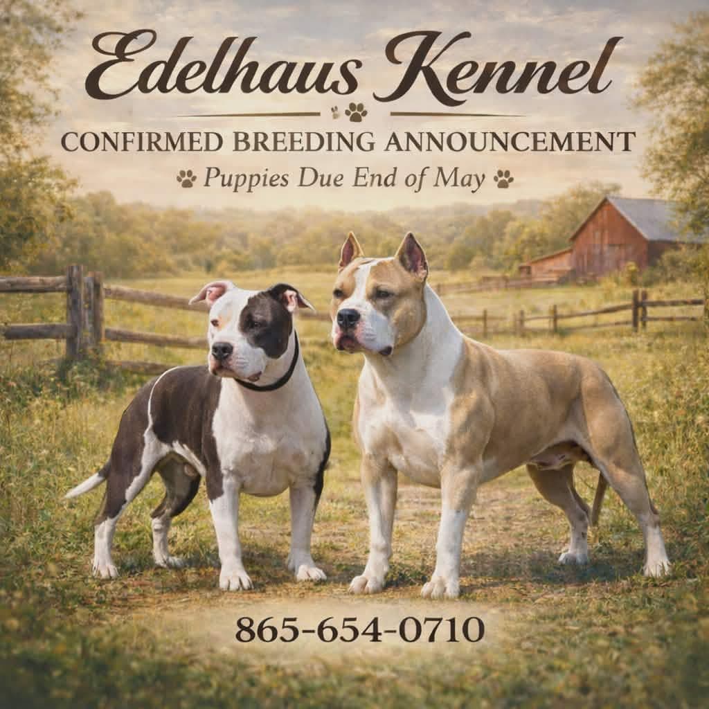 American Staffordshire Terrier Puppies breeder image 30