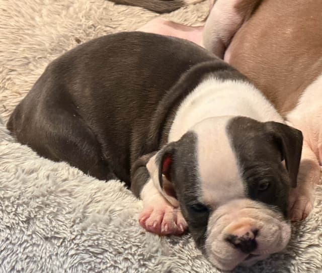 American Staffordshire Terrier Puppies media 4