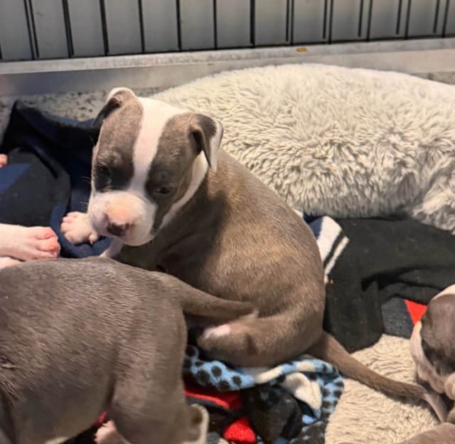American Staffordshire Terrier Puppies media 2