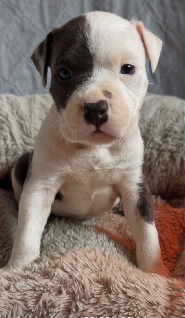 American Staffordshire Terrier Puppies media 3
