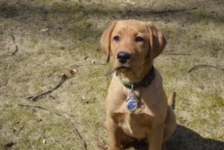 Labrador Retriever Puppies breeder image 2