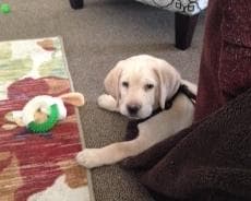 Labrador Retriever Puppies breeder image 3