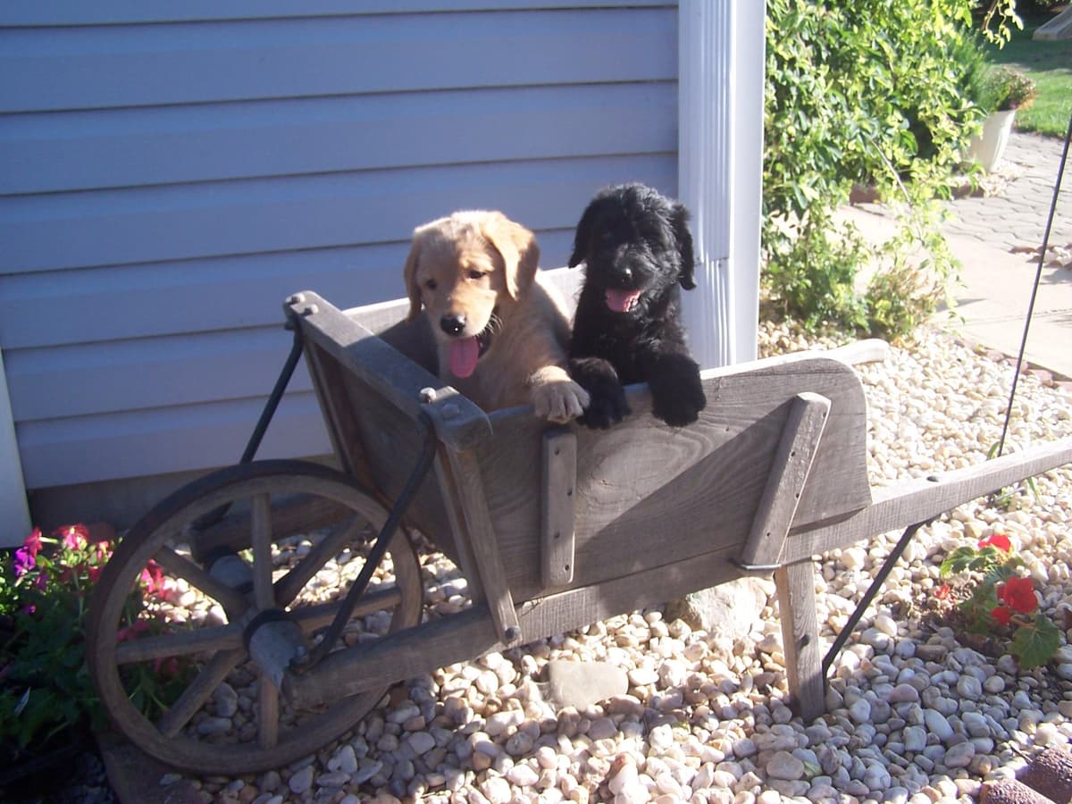 Labrador Retriever Puppies breeder image 7