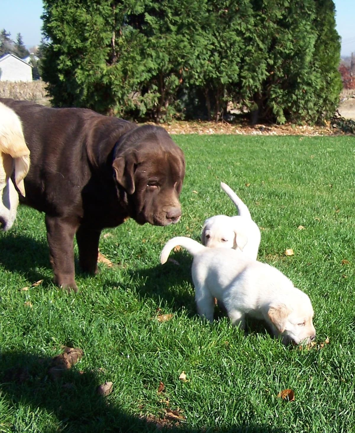 Labrador Retriever Puppies breeder image 9
