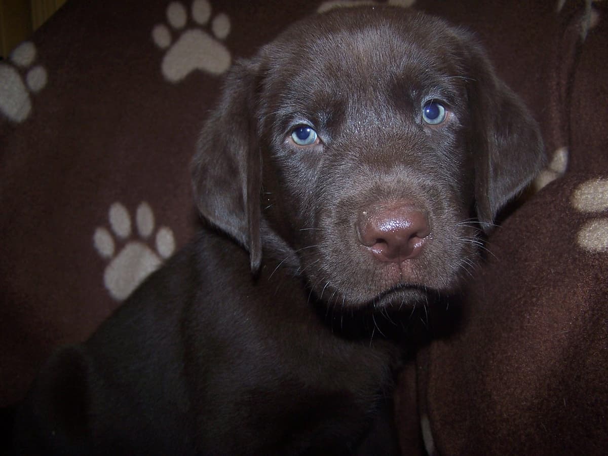 Labrador Retriever Puppies breeder image 10