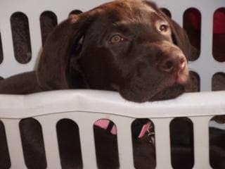 Labrador Retriever Puppies breeder image 11