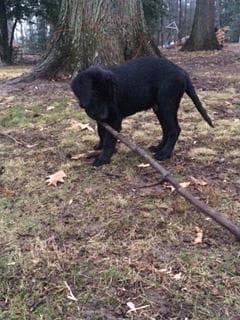 Labrador Retriever Puppies breeder image 12