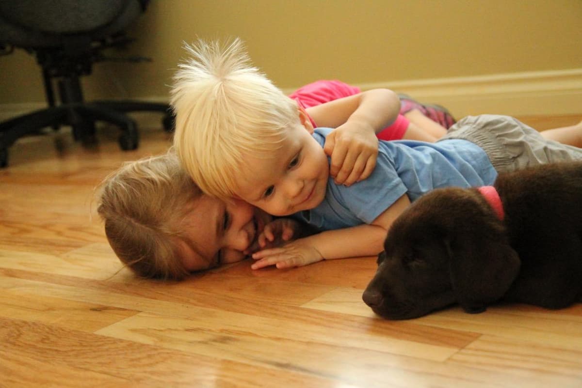 Labrador Retriever Puppies breeder image 13