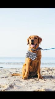 Labrador Retriever Puppies breeder image 14