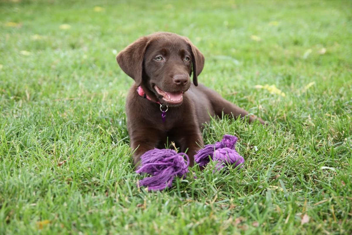 Labrador Retriever Puppies breeder image 15