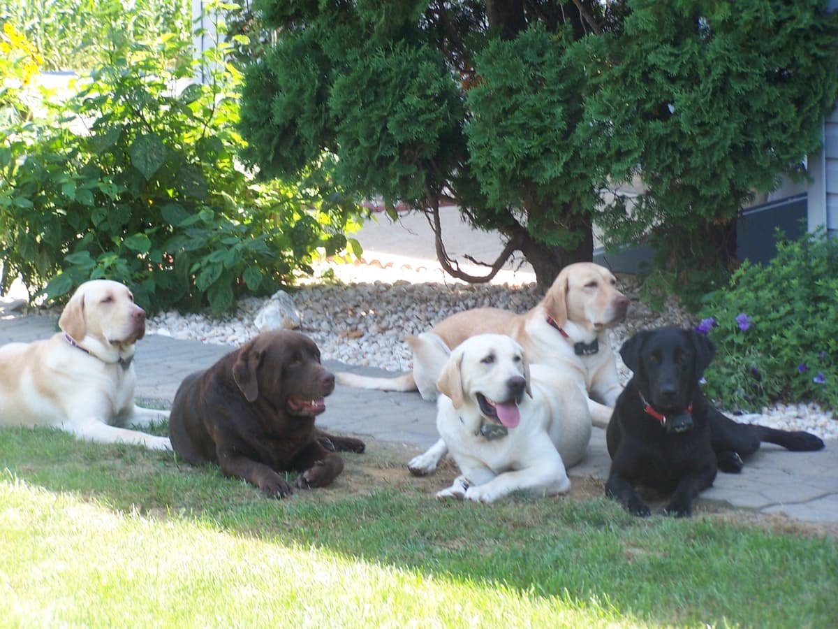Labrador Retriever Puppies breeder image 17