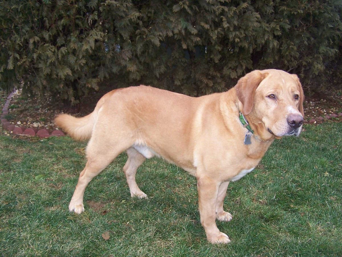 Labrador Retriever Puppies breeder image 18