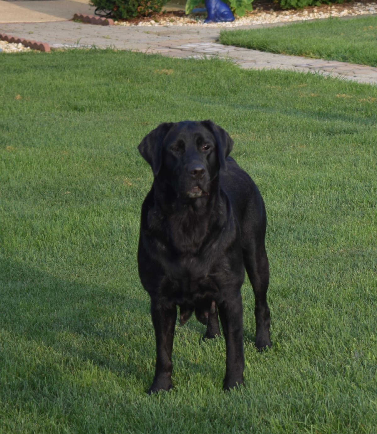 Labrador Retriever Puppies breeder image 19