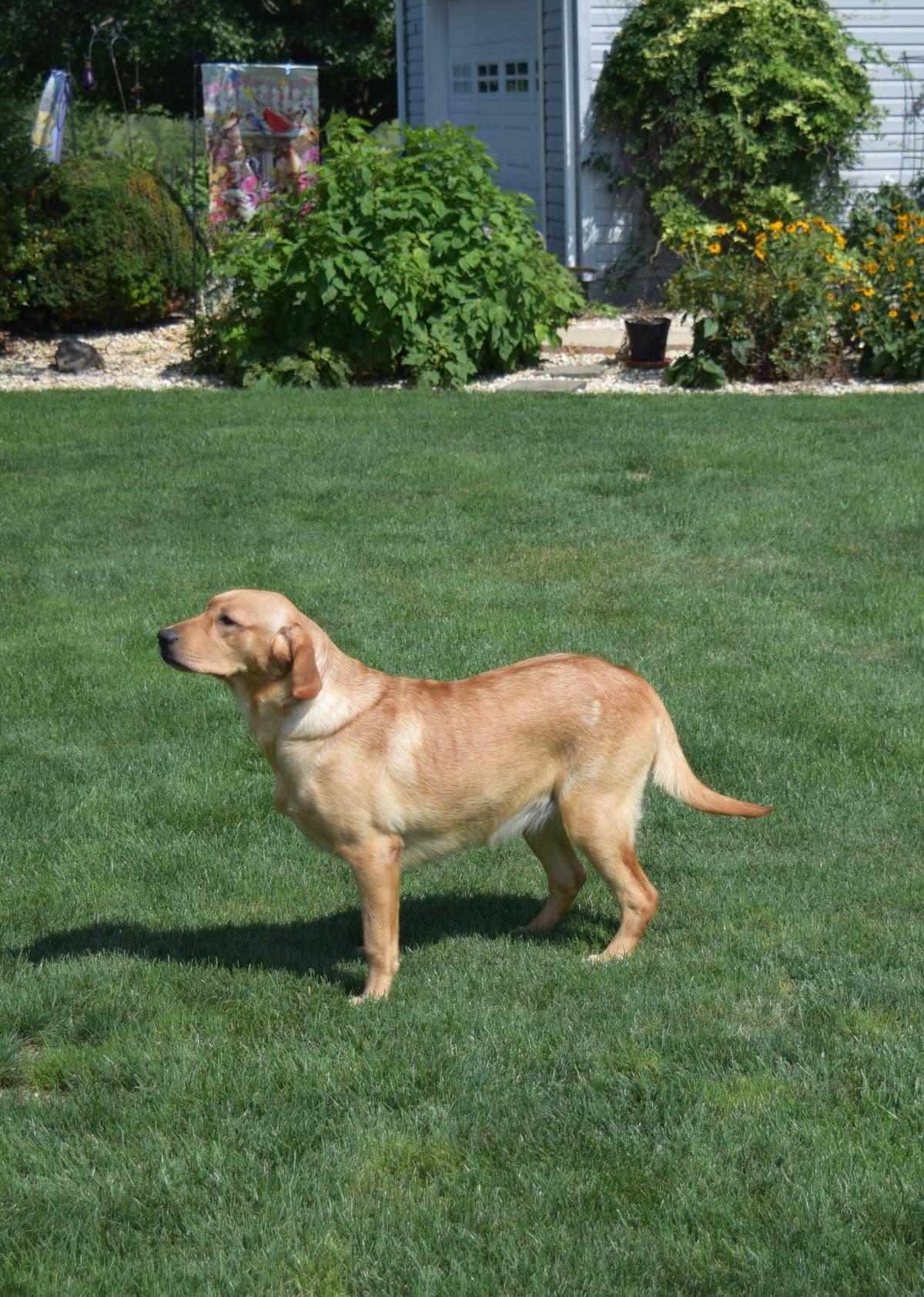 Labrador Retriever Puppies breeder image 21