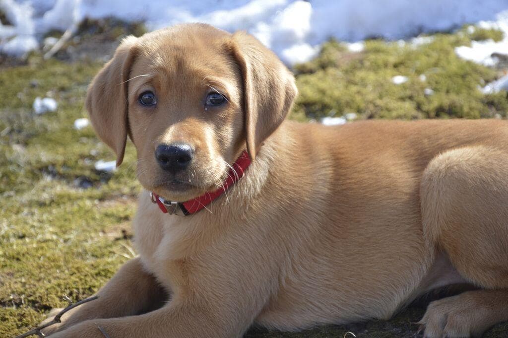 Labrador Retriever Puppies breeder image 20