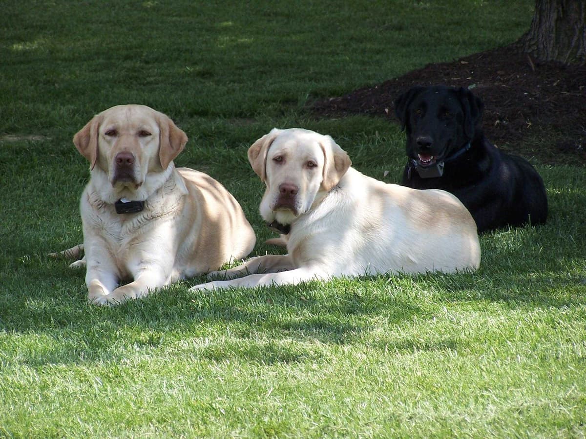 Labrador Retriever Puppies breeder image 22