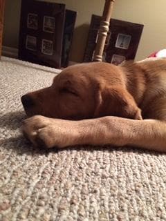 Labrador Retriever Puppies breeder image 25