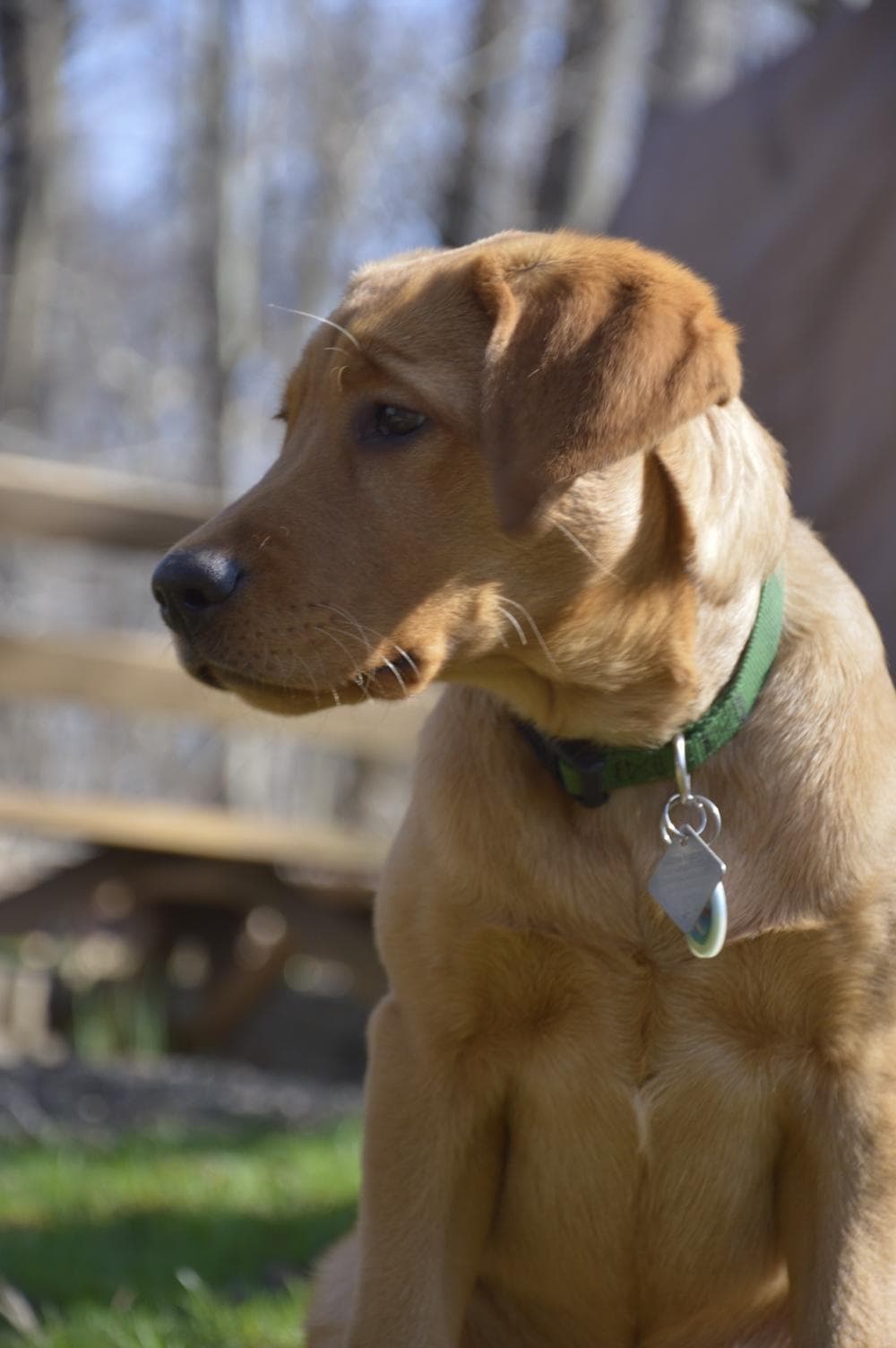 Labrador Retriever Puppies breeder image 26