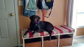 Labrador Retriever Puppies breeder image 27