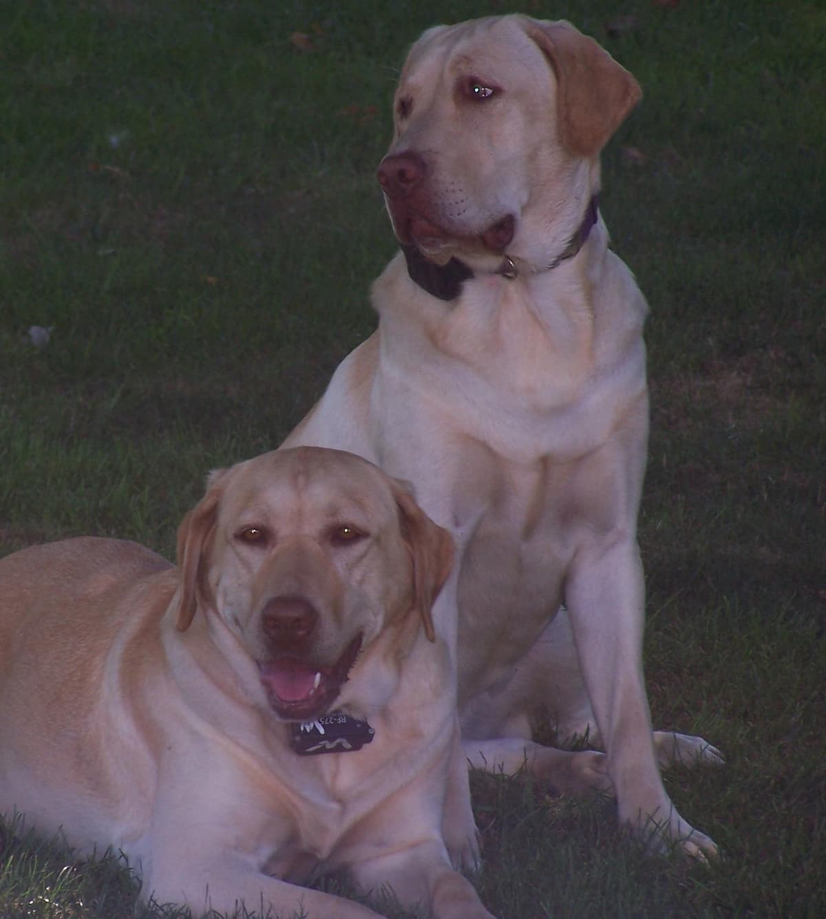 Labrador Retriever Puppies breeder image 28