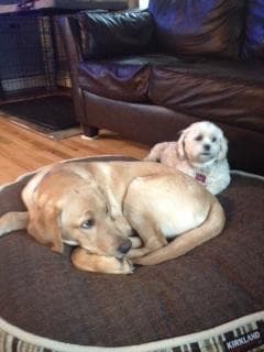 Labrador Retriever Puppies breeder image 30