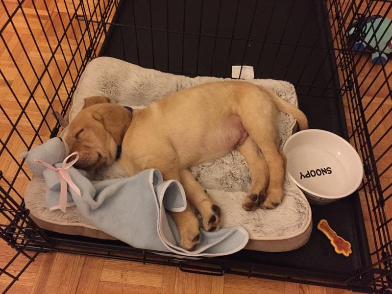 Labrador Retriever Puppies breeder image 33
