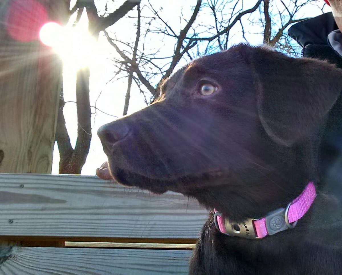 Labrador Retriever Puppies breeder image 34