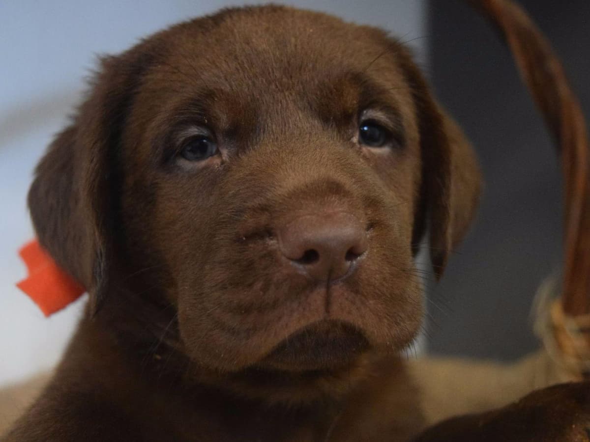 Labrador Retriever Puppies breeder image 1