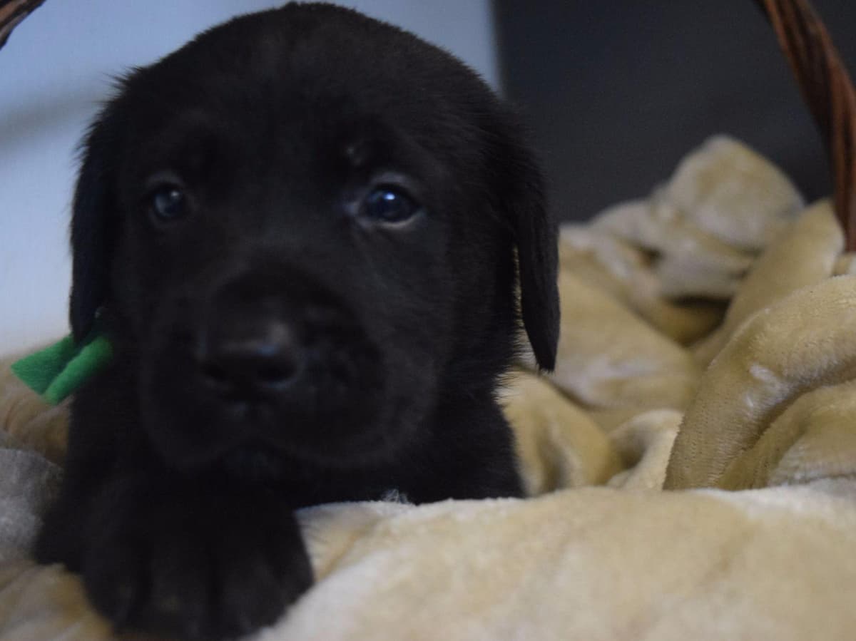 Labrador Retriever Puppies breeder image 36