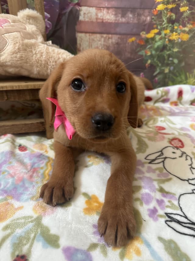 Labrador Retriever Puppies media 2