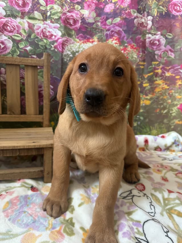 Labrador Retriever Puppies media 3