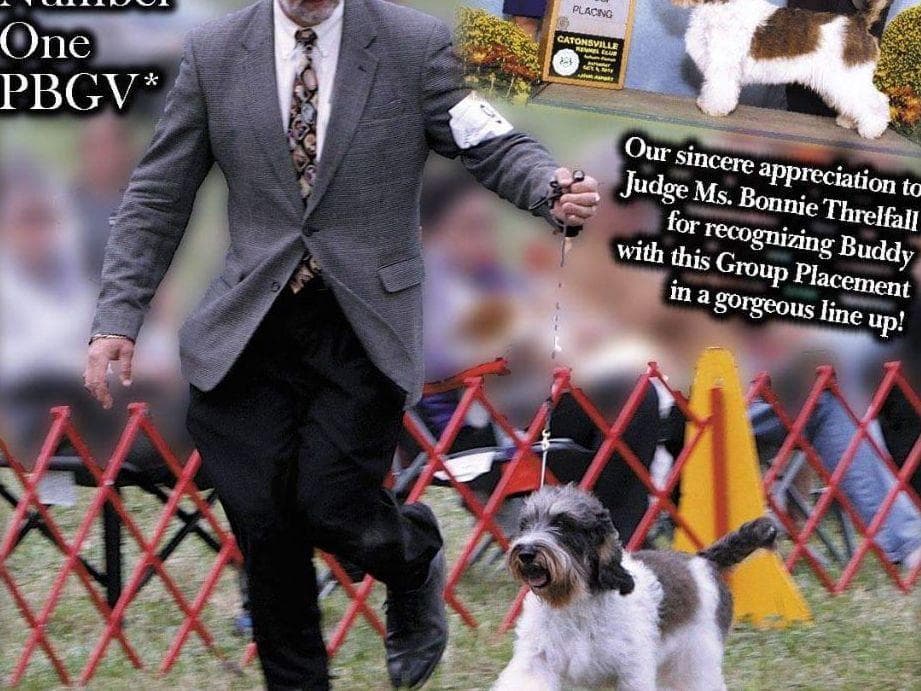 Grand Basset Griffon Vendeen Puppies breeder image 6