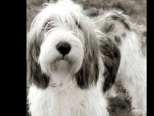 Grand Basset Griffon Vendeen Puppies breeder image 1