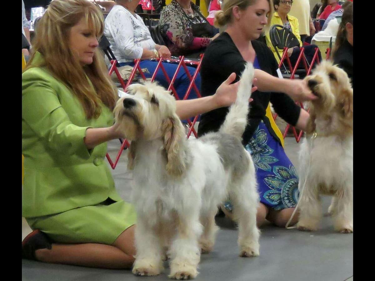 Grand Basset Griffon Vendeen Puppies breeder image 2
