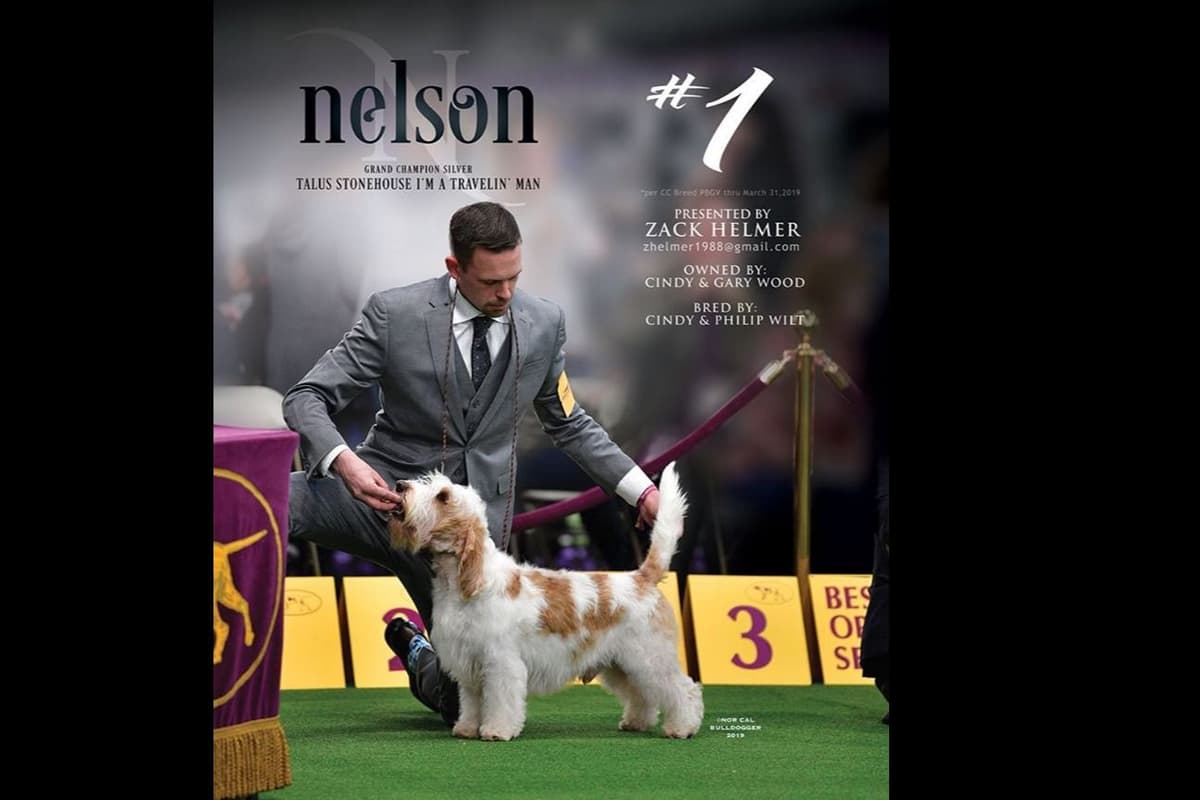 Grand Basset Griffon Vendeen Puppies breeder image 7