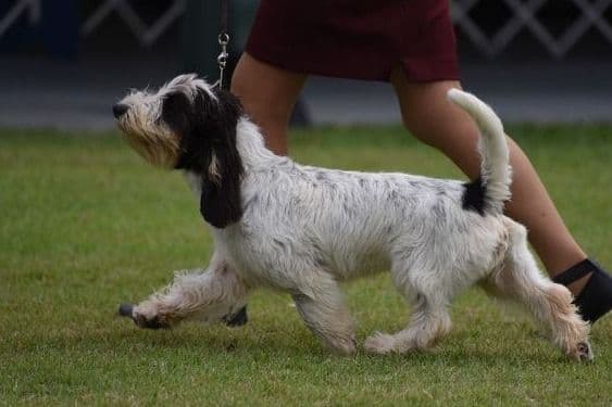 Grand Basset Griffon Vendeen Puppies breeder image 8