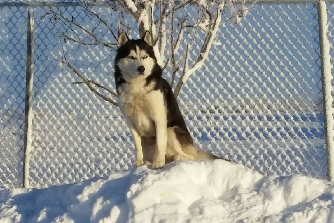 Siberian Husky Puppies breeder image 1