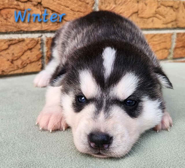 Siberian Husky Puppies media 5