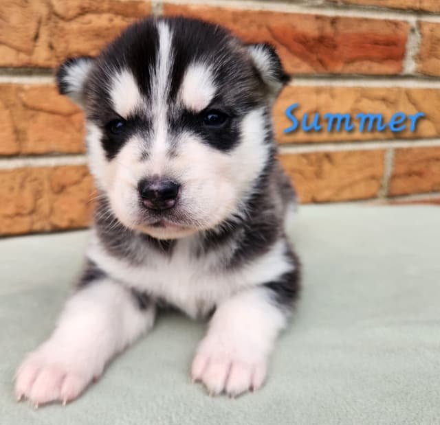 Siberian Husky Puppies media 2