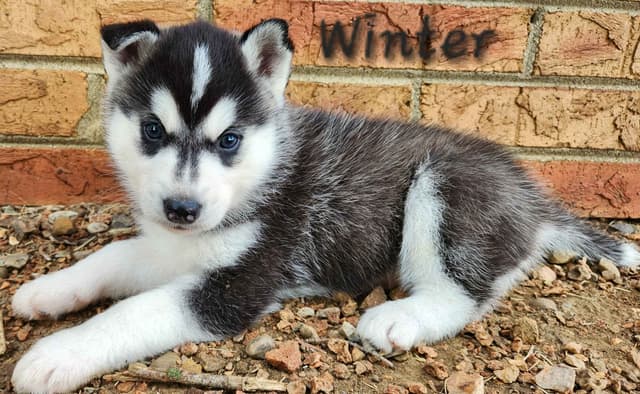 Siberian Husky Puppies media 4