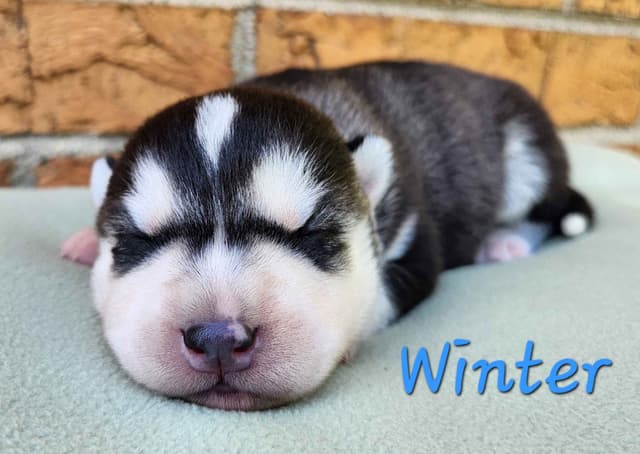 Siberian Husky Puppies media 6