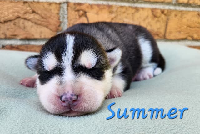 Siberian Husky Puppies media 3
